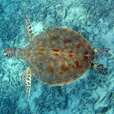 Mataking + Timba-Timba Island + Pom Pom Island Day Trip Mataking + Timba-Timba Island + Pom Pom Island Day Trip