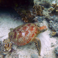 Mataking + Timba-Timba Island + Pom Pom Island Day Trip Mataking + Timba-Timba Island + Pom Pom Island Day Trip