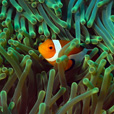 3D2N Semporna (Mataking + Timba-Timba Island + Pom Pom Island) 3D2N Semporna (Mataking + Timba-Timba Island + Pom Pom Island)