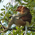 Semporna Proboscis Monkey + Mongroves Cruise + Fireflies Semporna Proboscis Monkey + Mongroves Cruise + Fireflies