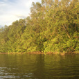 Semporna Proboscis Monkey + Mongroves Cruise + Fireflies Semporna Proboscis Monkey + Mongroves Cruise + Fireflies