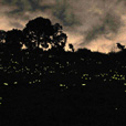 Semporna Proboscis Monkey + Mongroves Cruise + Fireflies Semporna Proboscis Monkey + Mongroves Cruise + Fireflies