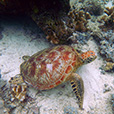 5D4N Semporna Island Hopping (2 Nights At Mataking The Reef Dive Resort) 5D4N Semporna Island Hopping (2 Nights At Mataking The Reef Dive Resort)